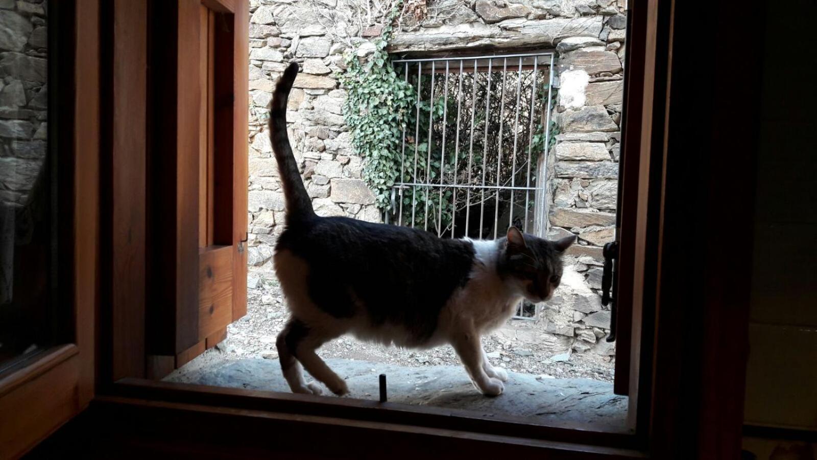 Ca L'andreu Holiday home Ventola